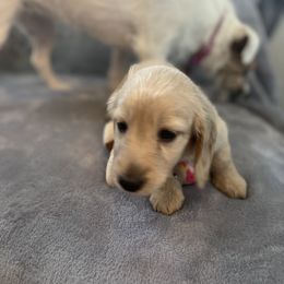 Dachshund Puppies from Honey Creek Dachshunds