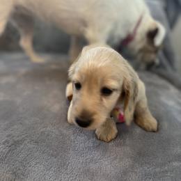Dachshund Puppies from Honey Creek Dachshunds