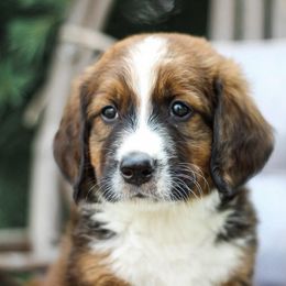 River - Sable male Bernedoodle puppy in Delta, Pennsylvania from KEE Bernedoodles
