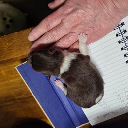 Pomeranian Puppies from Merri's Pom's