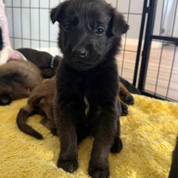 Cara (Light Pink) - Black sable female Belgian Malinois puppy in Buckeue, Arizona from Légende Vivante Du Chief Kennel