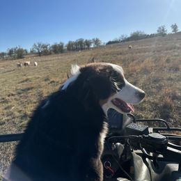 Miniature American Shepherd Puppies from Paragon Ranch