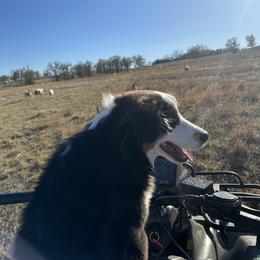 Miniature American Shepherd Puppies from Paragon Ranch