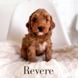 Revere - Red  male Goldendoodle puppy in Melba, Idaho from KZ Doodles