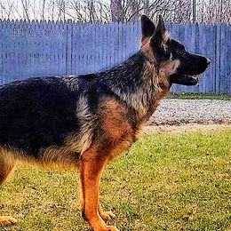 Winter - German Shepherd