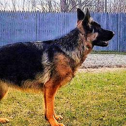 Winter - German Shepherd