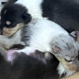 Collies from East View Farm