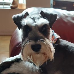 Spooky - Miniature Schnauzer