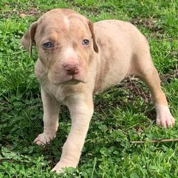 Female 6 - Red merle female Catahoula Leopard Dog puppy in Gadsden, Alabama from Rich Cat’s