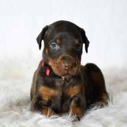 Ambrosia - Red and rust female Doberman Pinscher puppy in Overton, Texas from Obsidian Kennel