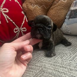 Bambam - Brindle and white male French Bulldog puppy in New Waverly, Texas from C.P. Puppy Buddies