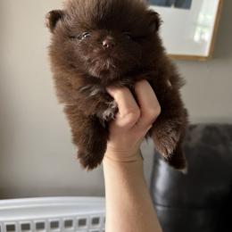 Pomeranian and Shih Tzu Puppies from Laik’s Little Shihtz & Poms