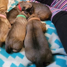 Bullmastiff Puppies from Sunny Beach Bullmastiffs