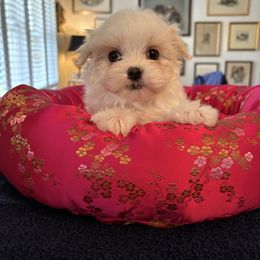 Boy 3 - White male Maltese puppy in Pennsylvania from Pequest Pekingese & Merri Maltese