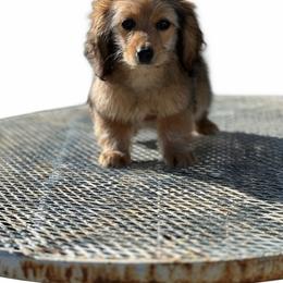 Coco - Sable female Dachshund puppy in Ramona, California from Royal Rose Dachshund Family