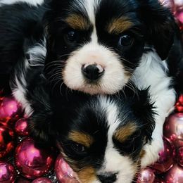 Cavalier King Charles Spaniels from Eagle Crest Cavaliers