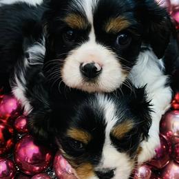 Cavalier King Charles Spaniels from Eagle Crest Cavaliers