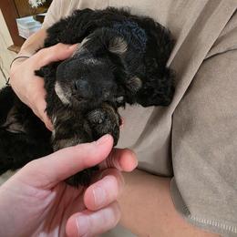Lumen (Lumie) - Phantom female Poodle puppy in New York from Powder Puff Poodles