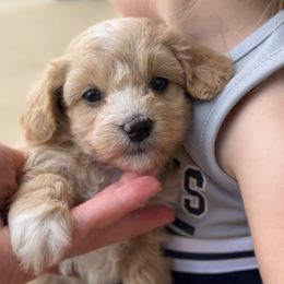 Mango - Apricot female Maltipoo puppy in Springtown, Texas from North Texas Puppies