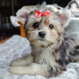 Companion Cross, Havanese, Mal-Shi, Maltese, Maltipoo, Morkie, and Shih Tzu Puppies from Seeking Shalom Acres Maltese, Maltipoos & Havamalts