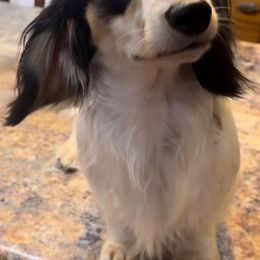 Dachshunds from Thompson's Prairie Pride