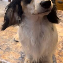 Dachshunds from Thompson's Prairie Pride