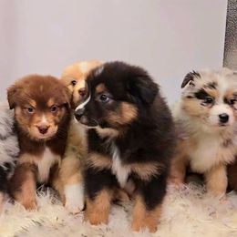 Australian Shepherd Puppies from Winsome Aussies