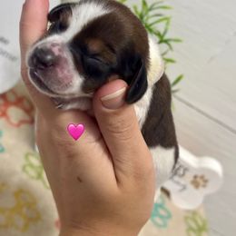 AKC Chocolate and Tan Piebald Female - Piebald female Dachshund puppy in Ladson, South Carolina from Funk's Four-Legged Friends