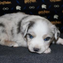 Australian Shepherd, Miniature American Shepherd, Miniature Australian Shepherd, and Toy Australian Shepherd Puppies from HP Aussie Kennels