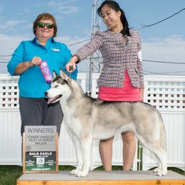 Siberian Huskies from Songbird Siberians