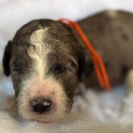 Boy 2 - Parti male Goldendoodle puppy in Toledo, Ohio from Avery Doodle Day LLC