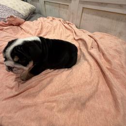 Bulldog Puppies from Bulldog's 4 Brothers