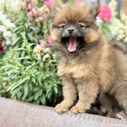 Dolce - Red sable female Pomeranian puppy in San Antonio, Texas from San Antonio Pomeranian