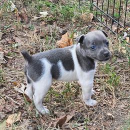 Dallas - White and blue female Rat Terrier puppy in Lynn, Alabama from Cryptic Rat Terriers