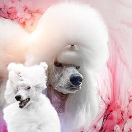 Lyric - Poodle