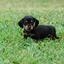 AKC Trixie - Black and tan female Dachshund puppy in Billings, Missouri from Bundles of Joy