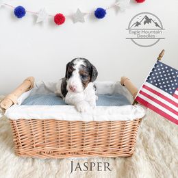 Goldendoodle Puppies from Eagle Mountain Doodles