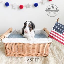 Goldendoodle Puppies from Eagle Mountain Doodles