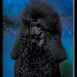 Nadia - Poodle