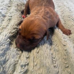 Girl 4 - Red sable female American Pit Bull Terrier puppy in Lakewood, Washington from Perrault Kennels