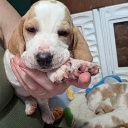Imani - Lemon and white female Basset Hound puppy in Bellaire, Ohio from Blessed Bassets