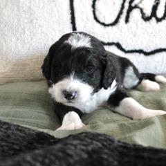 Golden Mountain Doodle Puppies from Silver Barn Doodles