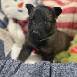 Mr. Green - Sable male German Shepherd puppy in Berlin, Wisconsin from Gypsy Miracle Kennels
