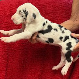 Harlequin boy 1 - Harlequin male Great Dane puppy in Morriston, Florida from Boulder View Danes