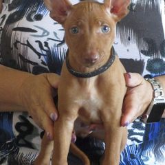 Cirneco dell’Etna Puppies from d'Lea Cirnechi