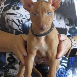Cirneco dell’Etna Puppies from d'Lea Cirnechi