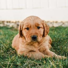 Mopsy - Golden male Golden Retriever puppy in Payette, Idaho from Stonewick Retrievers