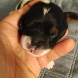 Girl 2 - Tri-color female Cavapoo puppy in East Providence, Rhode Island from Marta's Cavaliers