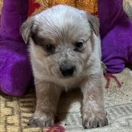 L66-04 - Red speckled male Australian Cattle Dog puppy in Sheridan, Oregon from 6pk Cattledogs