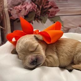 Oliver - Cream male Goldendoodle puppy in The Woodlands, Texas from Gracie's Goldendoodles and Bernedoodles
